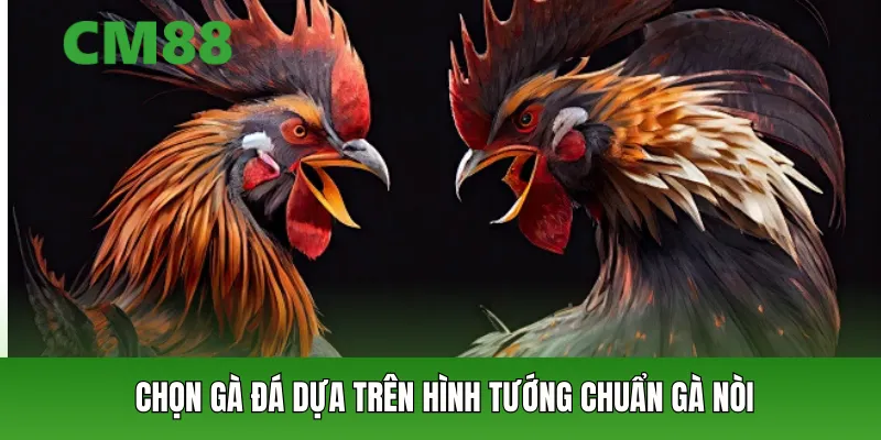 Chọn gà đá dựa trên hình tướng chuẩn gà nòi Việt